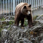 CNN – Αρκούδες έκαναν βόλτες στην Καστοριά και έπαιζαν σε παιδική χαρά