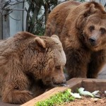 Αρκούδες μέσα στην ΚΑΣΤΟΡΙΑ – ΠΑΝΙΚΟΣ και μεγάλη κινητοποίηση της αστυνομίας. Στο πάρκο κυκλοφοριακής αγωγής εντοπίστηκαν πριν λίγες ώρες δυο αρκούδες