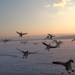 Καστοριά – Hungry Birds: Τα πεινασμένα πουλιά όρμηξαν