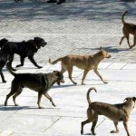 Νέα επίθεση αδέσποτων σκύλων σε γυναίκα στο Άργος Ορεστικό!