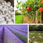 Ενημερωτική συνάντηση για το πρόγραμμα Σύστασης και Ενίσχυσης Ομάδων Παραγωγών