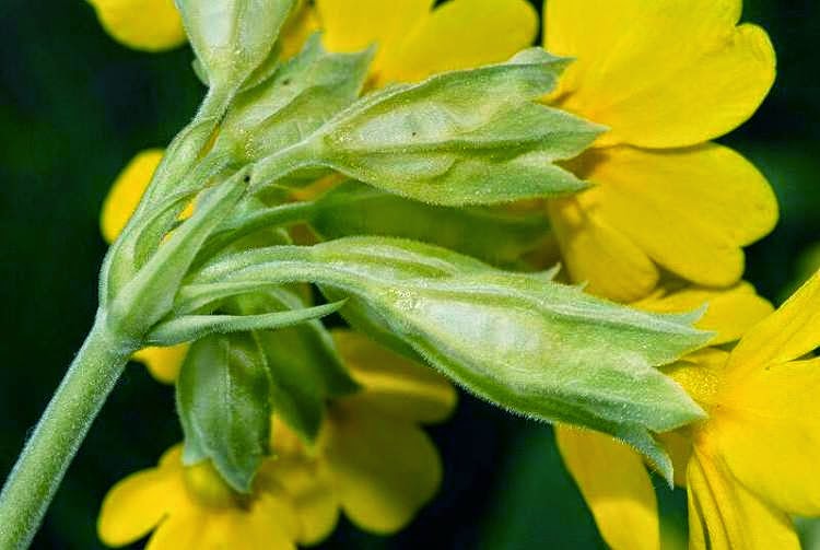 primula-veris-kouliastranto