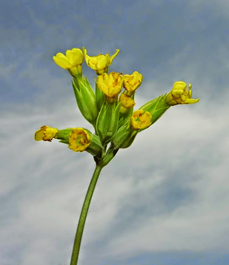 primula-veris-subsp-suaveolens-kouliastranto