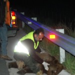 Τροχαίο με αρκούδα – Απαραίτητα πρόσθετα μέτρα ασφαλείας για τον άξονα ΚΑ45