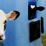 Το Κατάρ θα εισάγει 4.000 αγελάδες με 60 πτήσεις για να έχει φρέσκο γάλα