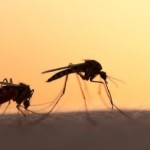 Τέσσερα έξυπνα κόλπα για να κρατήσετε τα κουνούπια μακριά σας