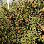 ΚΚΕ: Οι Καστοριανοί μηλοπαραγωγοί και φασολοπαραγωγοί δεν έχουν να περιμένουν τίποτα από την κυβέρνηση