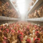 Περιστατικά γρίπης των πτηνών στη Βουλγαρία– Επισημάνσεις από την Π.Ε. Καστοριάς
