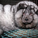 Κτηνωδία: Μετατρέπουν τις αλεπούδες σε τέρατα για να παράγουν περισσότερη γούνα!