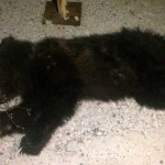 Τρίτο τροχαίο σε τρεις μήνες με νεκρή αρκούδα στο Κλειδί Αμυνταίου