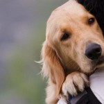 Σουηδοί επιστήμονες: Όσοι έχουν σκύλο δεν παθαίνουν εύκολα έμφραγμα