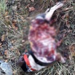 Καστοριά: Ομάδα Λύκων Κατασπαράζει Κυνηγόσκυλα