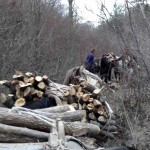 Σύλληψη δύο αλβανών σε δασική περιοχή της Καστοριάς για παράνομη υλοτομία