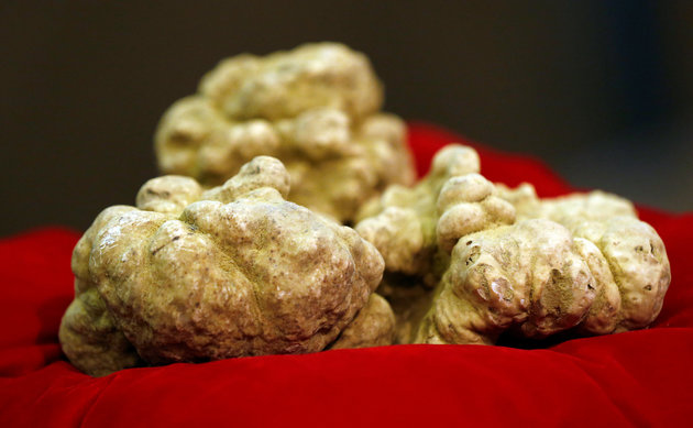 A set of truffles weighing 850 grams is seen during the international auction for truffles at the Grinzane Castle