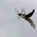 Αστυνομικός της ΔΙΑΣ καταρρίπτει drones με … γεράκι