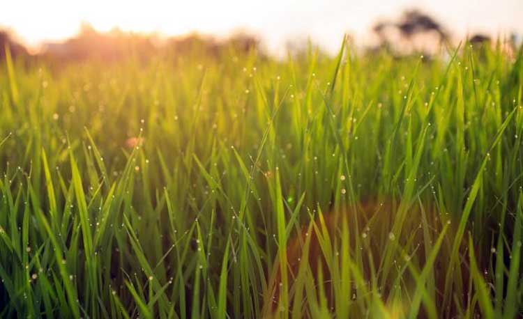 to-viologiko-ryzi-stin-Europi