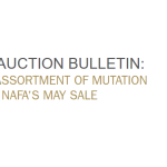Μεγάλη προσφορά δερμάτων σε Mutation και Marble στην δημοπρασία της NAFA τον Μάιο