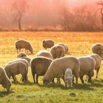 Προστασία από τους βίγκαν ζητούν οι γάλλοι κτηνοτρόφοι