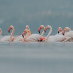 50 πανέμορφα φλαμίνγκο στη λίμνη της Καστοριάς