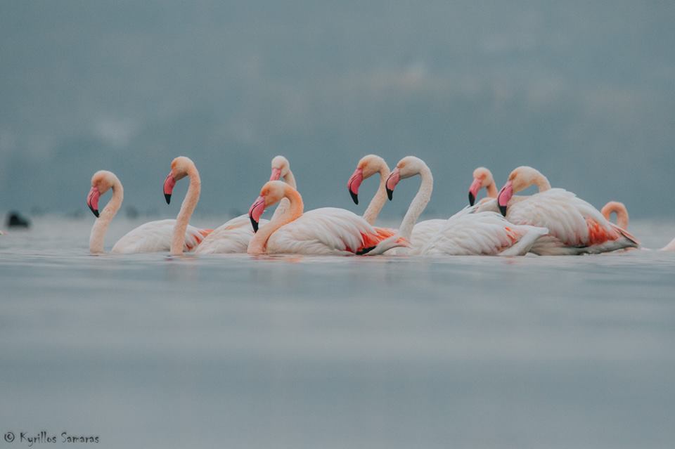 flamingo-kastoria