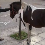 Ένα άλογο στα δικαστήρια της Θεσσαλονίκης