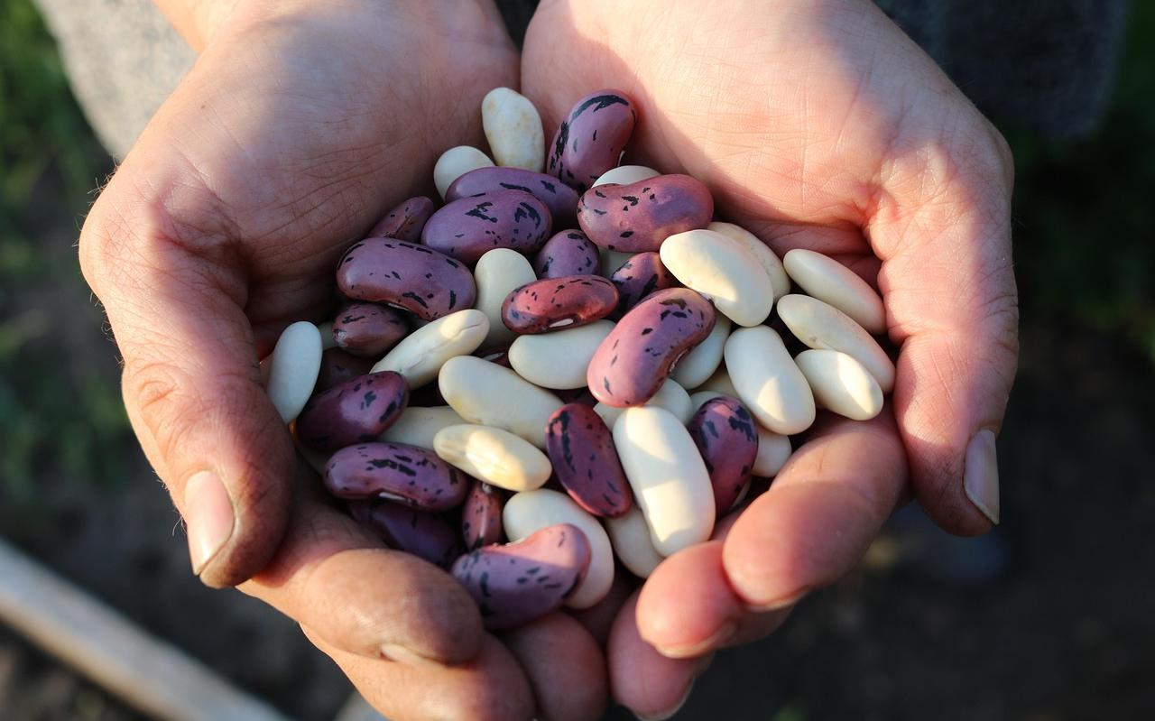 runner beans 1835646 1280