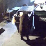 Αρκούδα έψαχνε σε κάδους απορριμμάτων στην Καλλιθέα