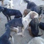 Καταγγελίες στην Καστοριά για παράνομο εγκλεισμό αδέσποτων ζώων και συκοφαντική δυσφήμιση κτηνιάτρων