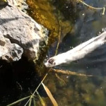 Λευκό mink κολυμπάει στην λίμνη της Καστοριάς – (video)