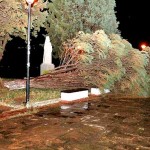 Καστοριά – Έπεσε δέντρο στη Βόρεια Παραλία από την κακοκαιρία
