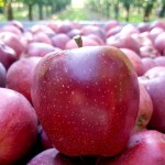 «Ένα μήλο την ημέρα τον γιατρό τον κάνει πέρα»; – Η αλήθεια πίσω από διάσημα γνωμικά για την υγεία