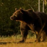 Πεντάβρυσος: «Ήρθα τετ α τετ με αρκούδα»