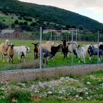 Ηγουμενίτσα: Κοπάδι αιγοπροβάτων έφαγε χλοοτάπητα αξίας 150.000 ευρώ