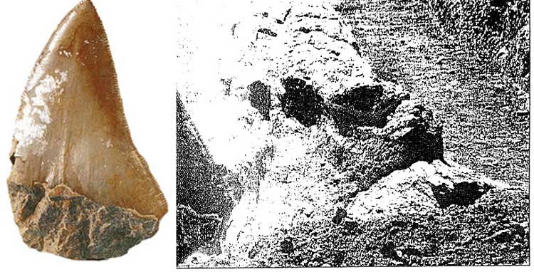 ΜΑΚΕΔΟΝΙΑ-ΚΑΣΤΟΡΙΑΣ-Νόστιμο-απολιθώματα-καρχαρίας2