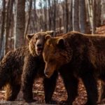 ΑΡΚΤΟΥΡΟΣ: Οι αρκούδες ξύπνησαν και σας περιμένουν