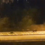 Αρκούδες κυκλοφορούν στην Καστοριά εν μέσω καραντίνας – 