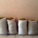 Σύλληψη τριών αλλοδαπών για παράνομη συλλογή ποσότητας 94 κιλών αρωματικού-θεραπευτικού φυτού﻿