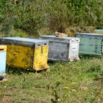 Ανακοίνωση για Μελισσοκόμους: Αιτήσεις Δράσης 3.1 για Αντικατάσταση κυψελών & 3.2 για τη στήριξη της νομαδικής μελισσοκομίας