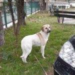 Μανιάκοι: Έδεσε το σκυλί στο αυτοκίνητο, το έσυρε και μετά το πυροβόλησε