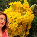 Ερώτηση Σπυράκη για το θεραπευτικό φυτό Primula  (Κουλιάστραντο) της Καστοριάς