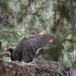 Κολοκυνθού: Πανικοβλημένοι οι κάτοικοι από τις καθημερινές επιθέσεις αρκούδας