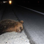 Νεκρή αρκούδα στην Εγνατία πριν από το νέο σταθμό διοδίων της Σιάτιστας
