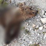 Καστοριά: Εντοπίστηκε νεκρό αρκουδάκι κομμένο στα δύο