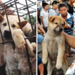 Ξεκίνησε στην Κίνα το φεστιβάλ που τρώνε σκύλους