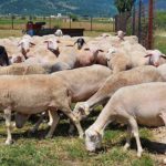 Παράταση προθεσμίας υποβολής αιτήσεων για άδειες διατήρησης και εγκατάστασης Κτηνοτροφικών Εγκαταστάσεων
