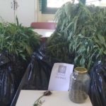 Συνελήφθησαν δύο άτομα σε περιοχή της Κοζάνης για καλλιέργεια και κατοχή ναρκωτικών ουσιών