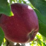 Θωμάς Μόσχος – Μήλα: «Είναι τόσο ανίκανος ο υπουργός που…»