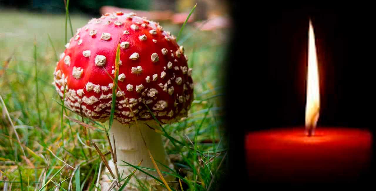 penthos-mushrooms