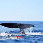 Φάλαινα Μάνη: Κολυμπούσε δίπλα από φουσκωτό – Απίστευτες εικόνες [pics]