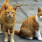 Κίνα: Σε καραντίνα οι γάτες για να μη γίνουν υπερμεταδότες κορονοϊού